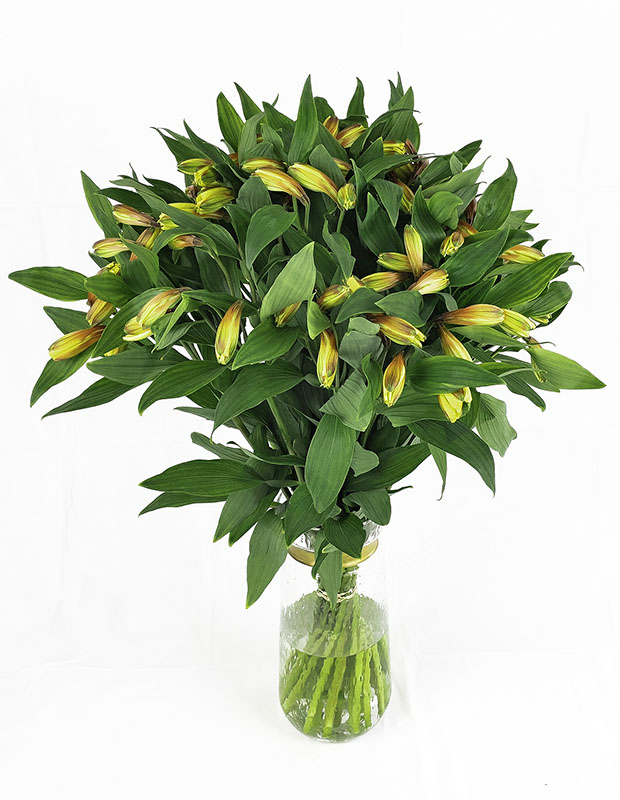 Alstroemeria Yellow in bud stage
