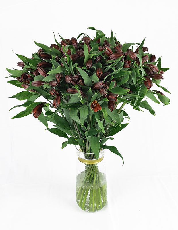 Alstroemeria Orange in bud stage