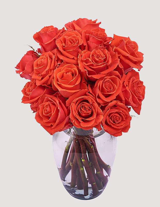 Cayenne Roses