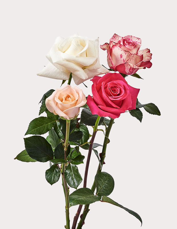 four roses