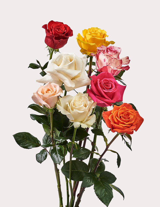 eight roses