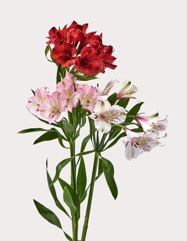 Mix and Match Alstroemerias in three different colors