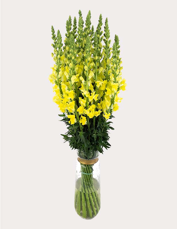 Yellow Snapdragon