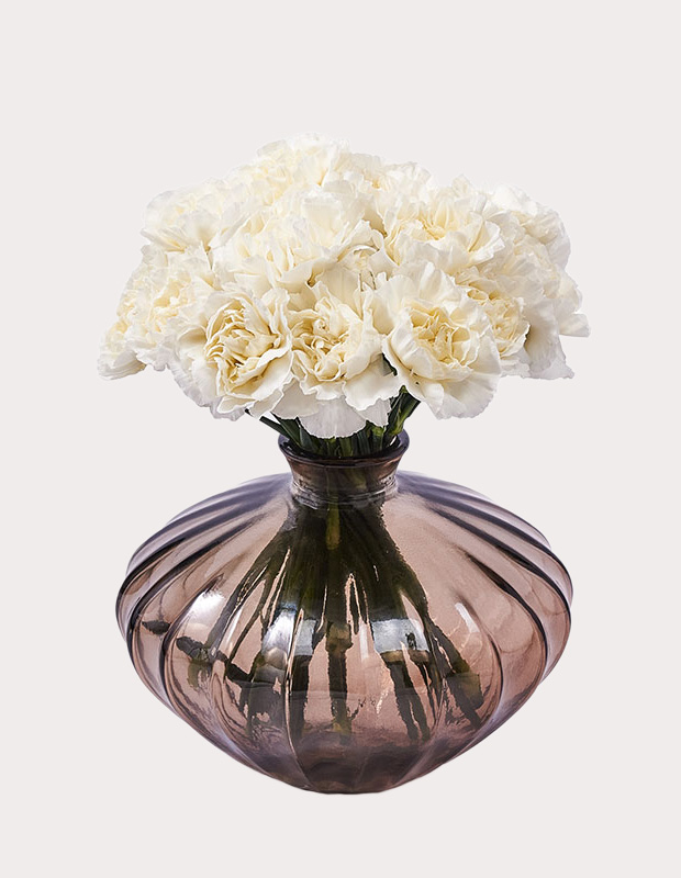 White Carnation